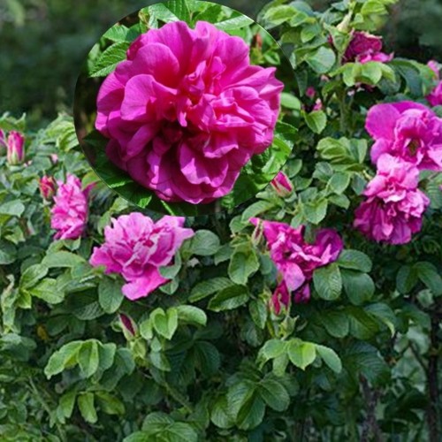 Rosa rugosa 'Moje Hammarberg' - Kurdlehine roos 'Moje Hammarberg' C4/4L